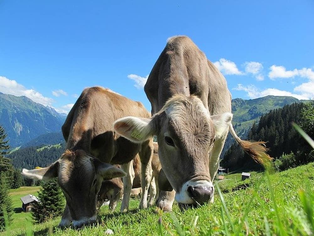 Vacas pastando